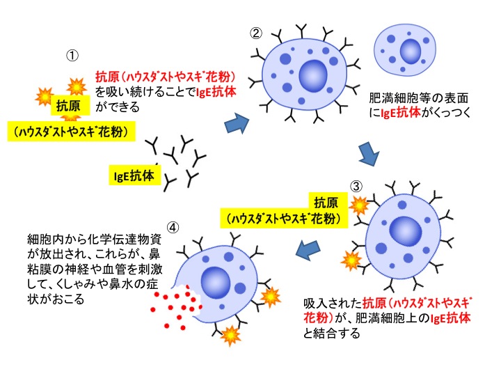 山口市 耳鼻科 耳鼻咽喉科かめやまクリニック 山口県庁 サビエル記念聖堂すぐそば