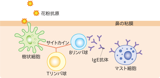 マスト 細胞 と は